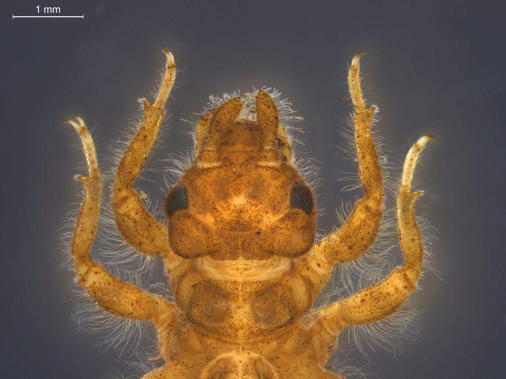 Ophiogomphus cecilia